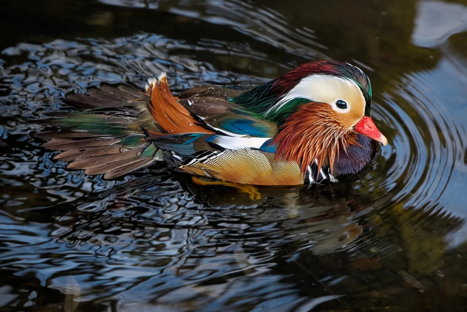 what to feed pet ducks