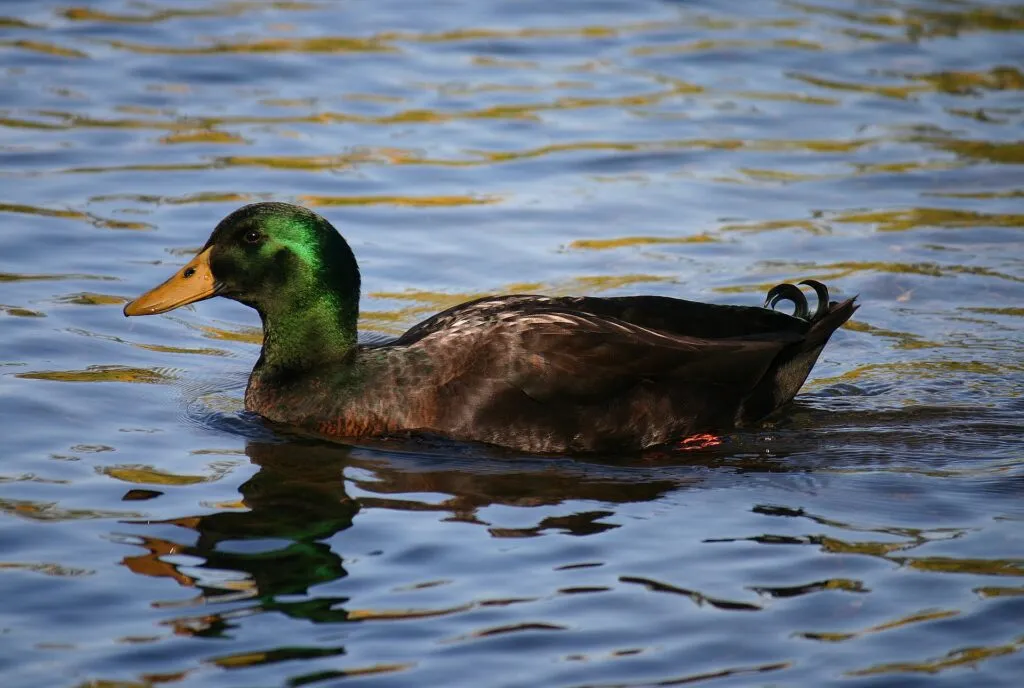 Cayuga Duck
