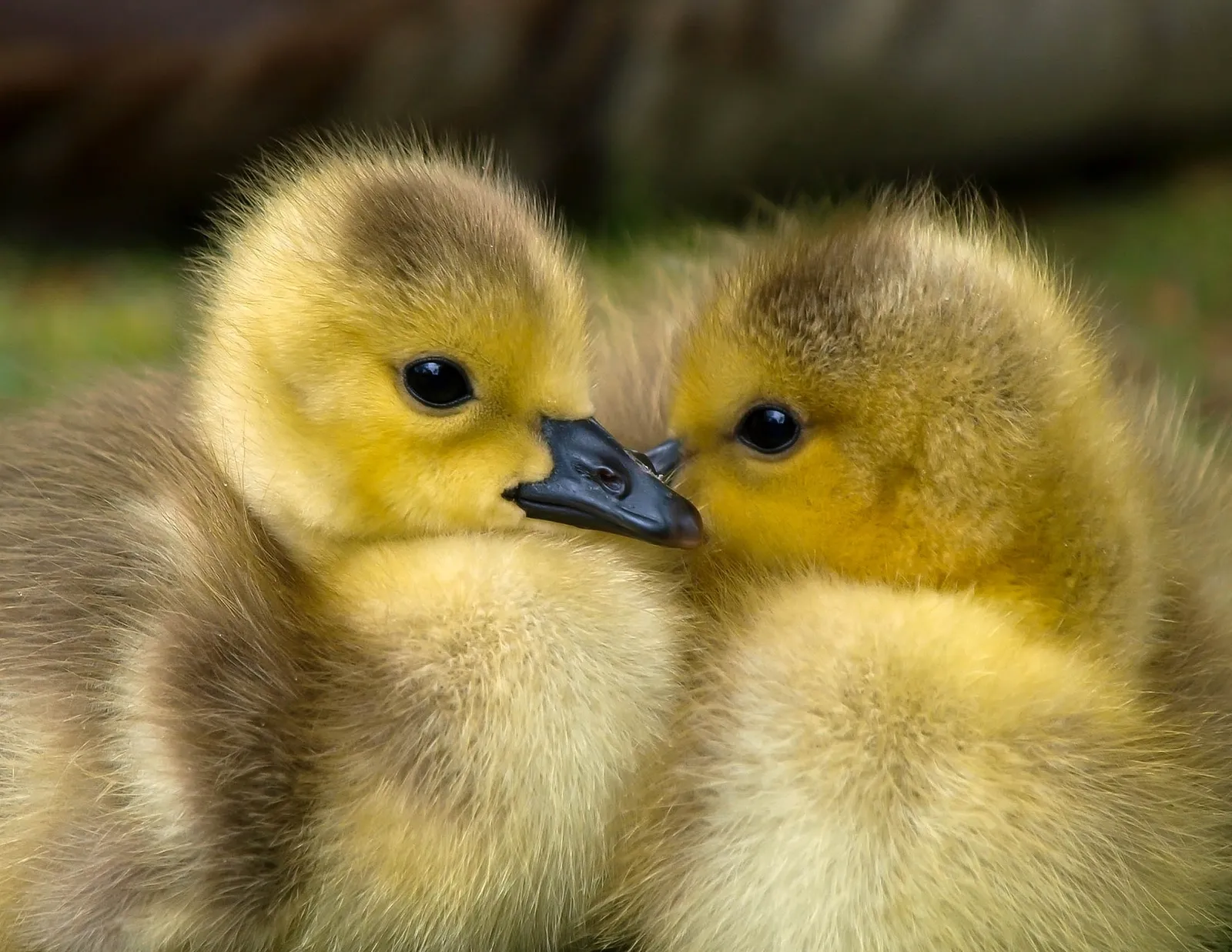 heat lamp for ducks