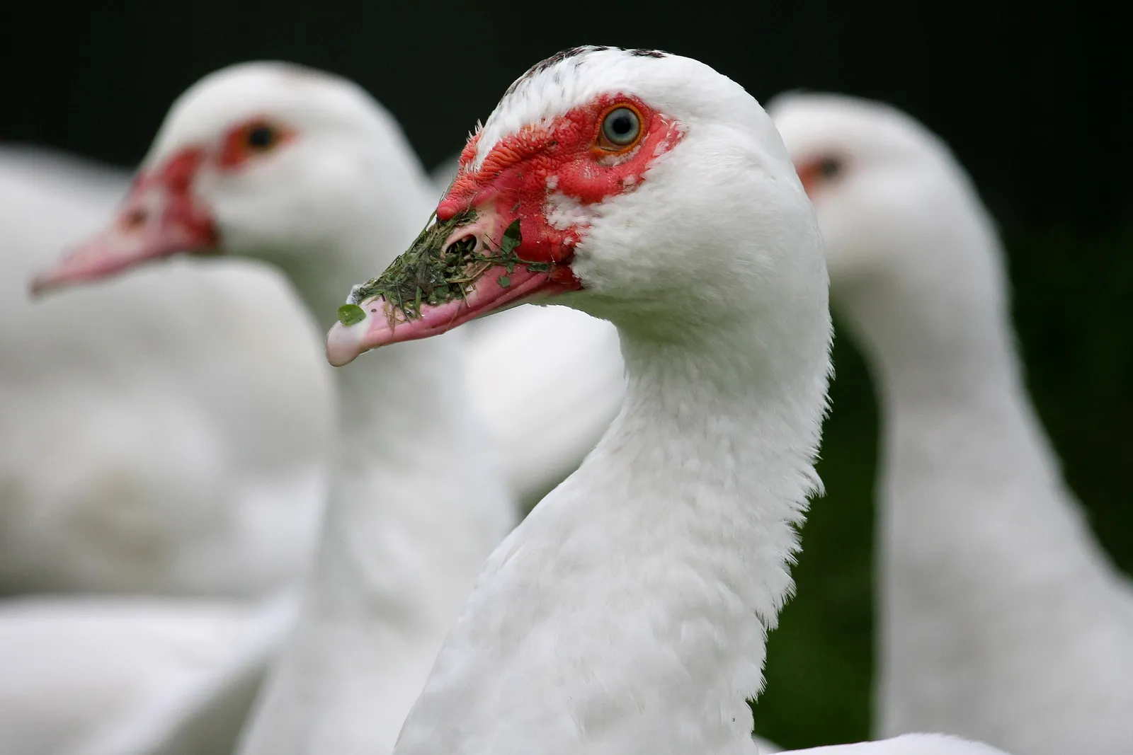 what can i feed ducks