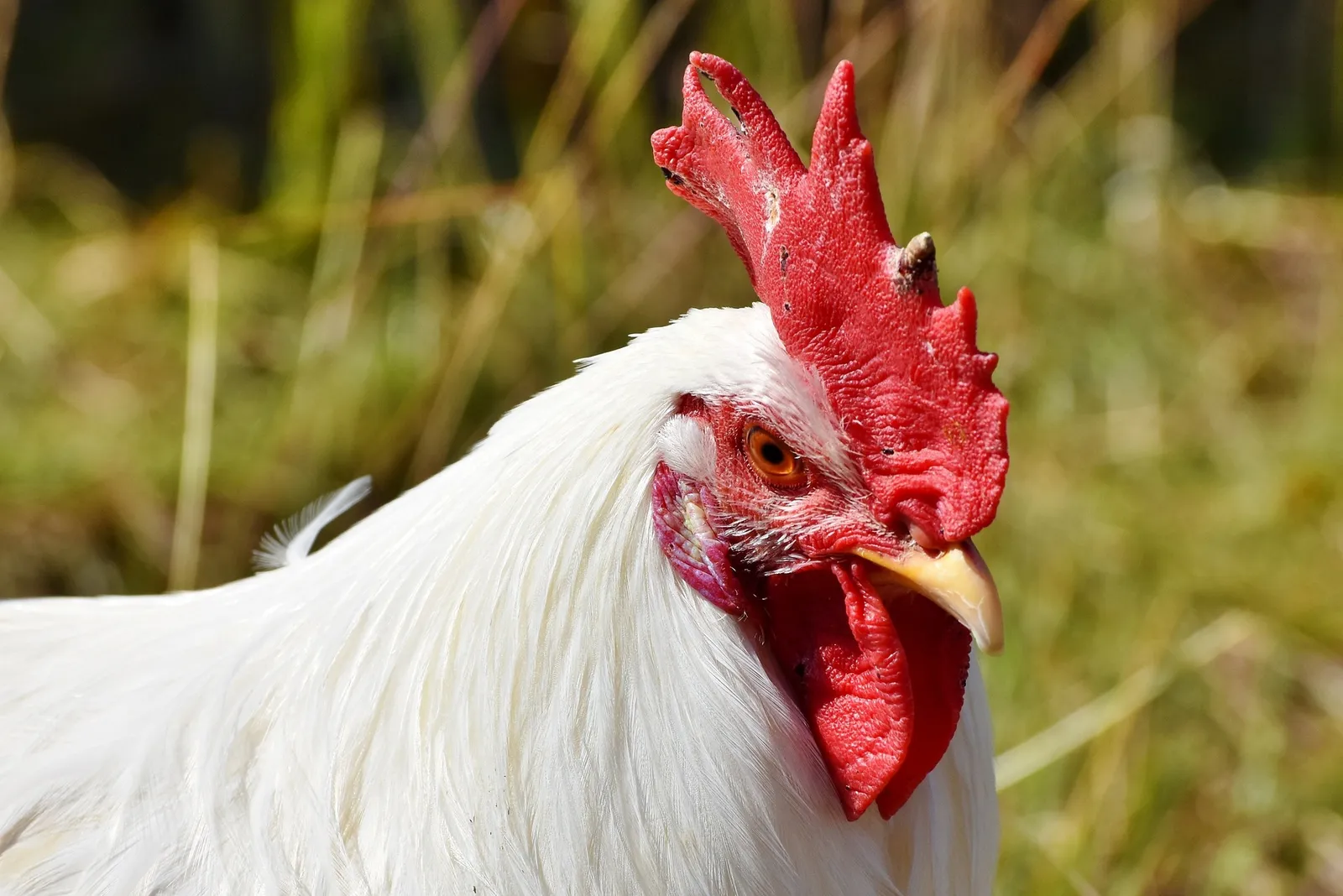 broiler feeder