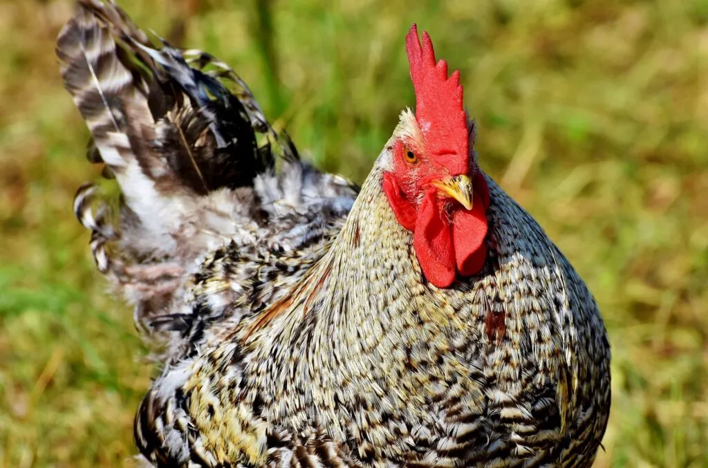 How long does a rooster live