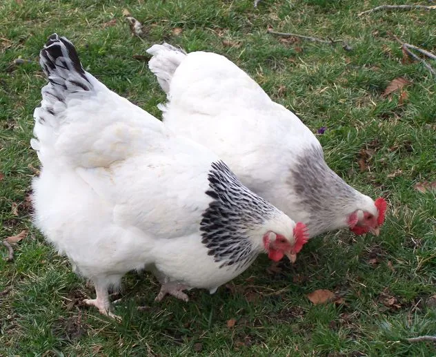 feeding coronation sussex