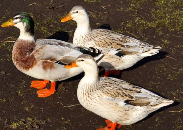 Feeding Silver Appleyard Ducks