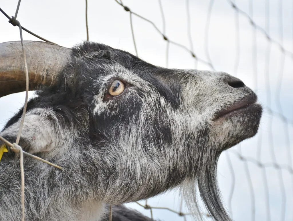 goat proof chicken feeder