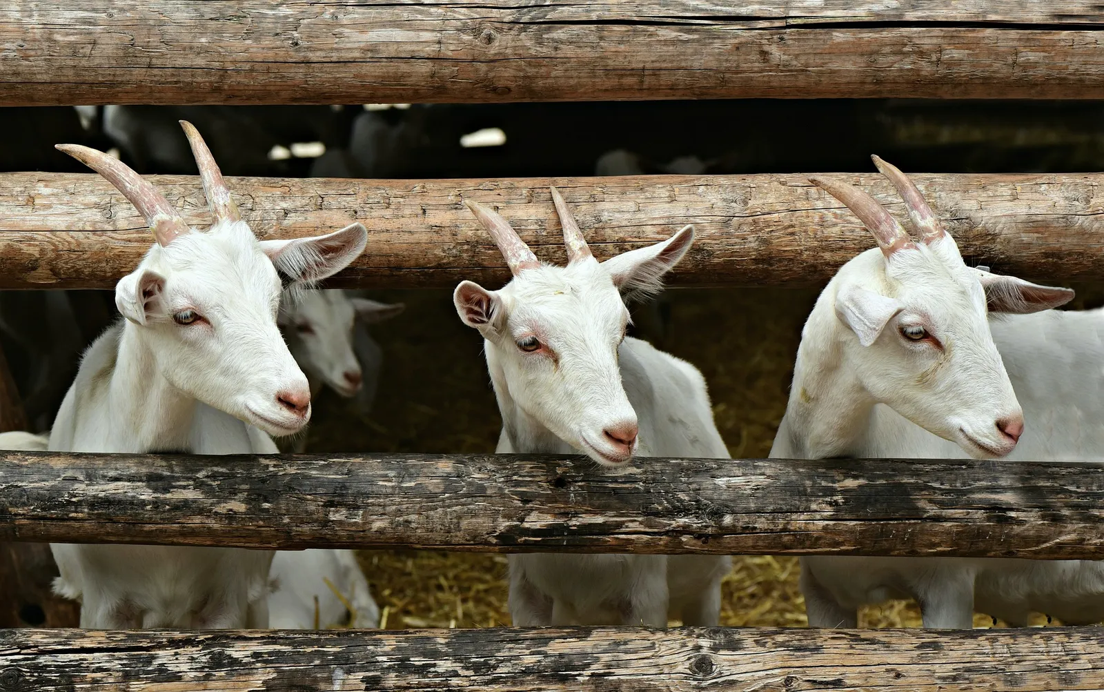 goat proof chicken feeder
