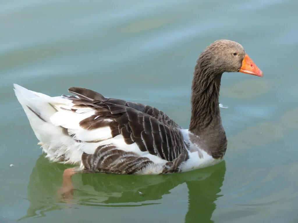 Toulouse Geese