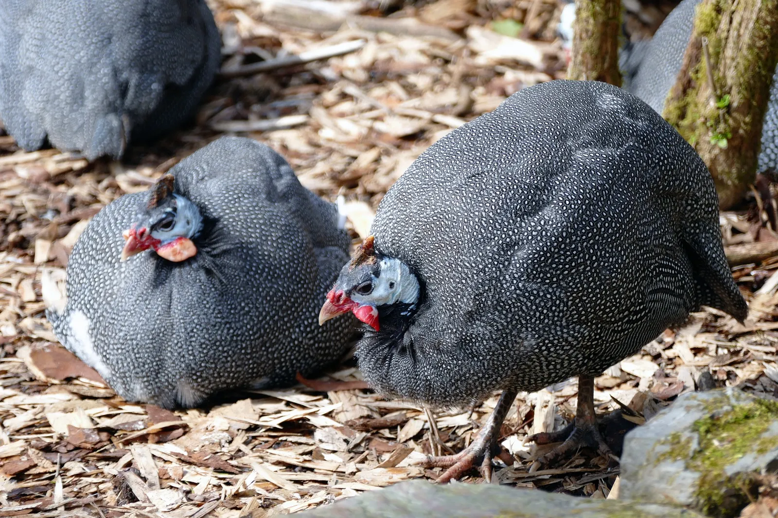 Guinea Fowl Feed
