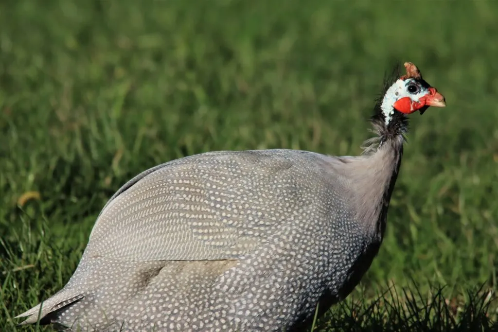 guinea fowl