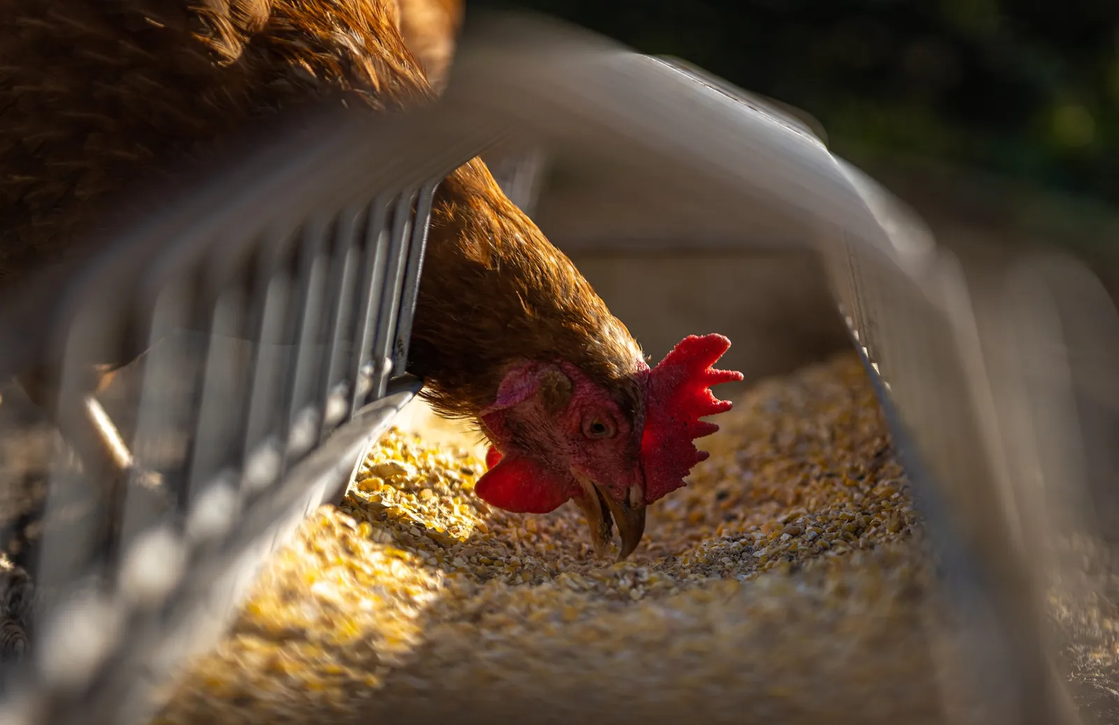gravity feeder for chickens