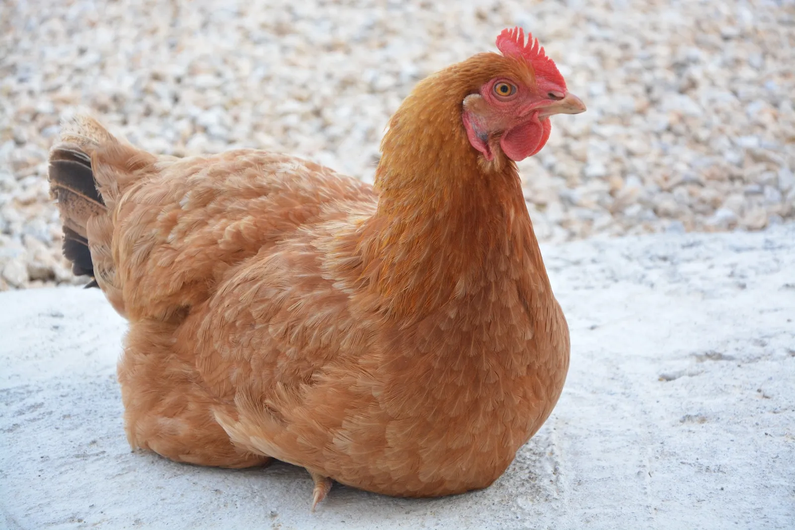 Best automatic chicken feeder