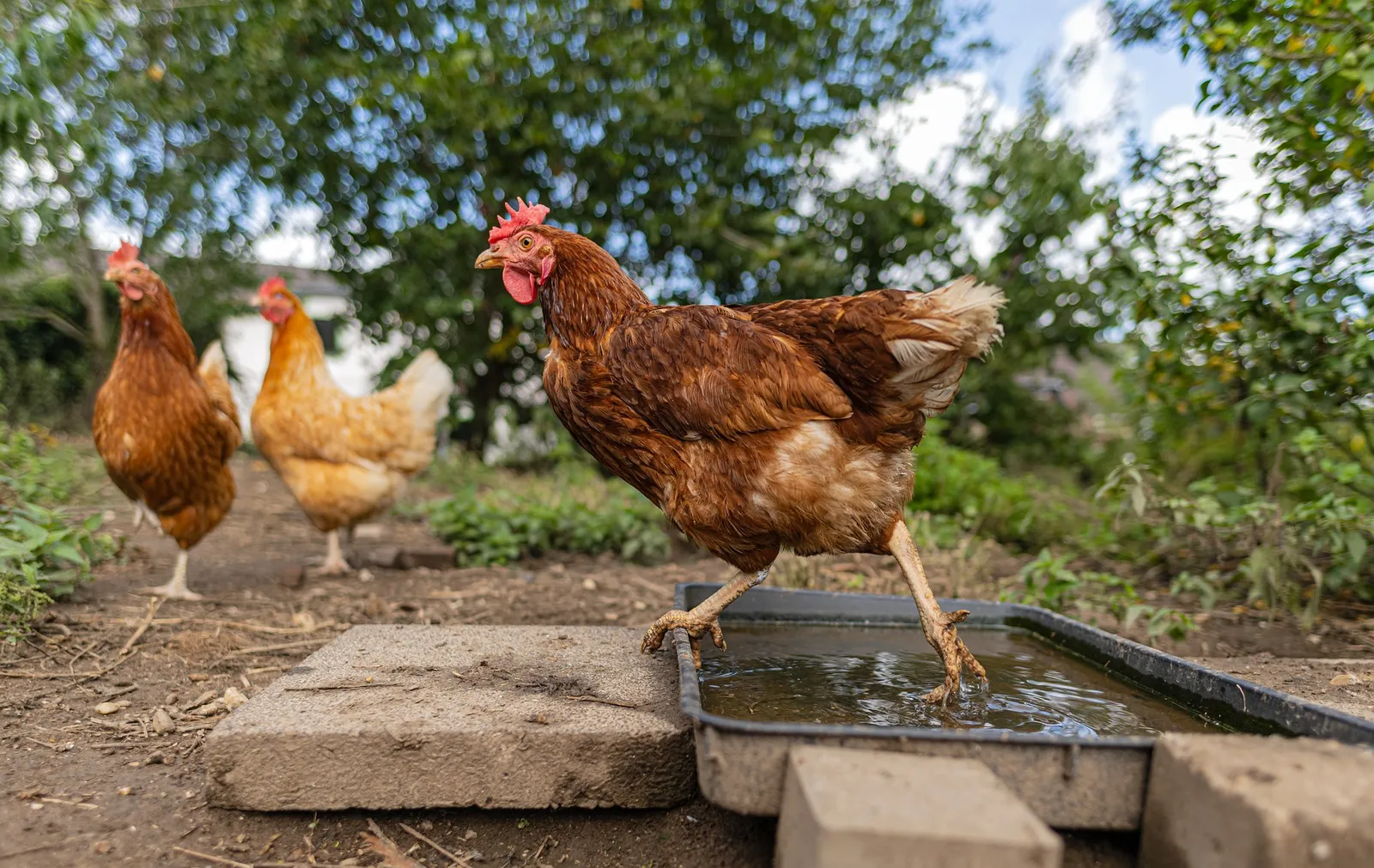 chicken feeder tray