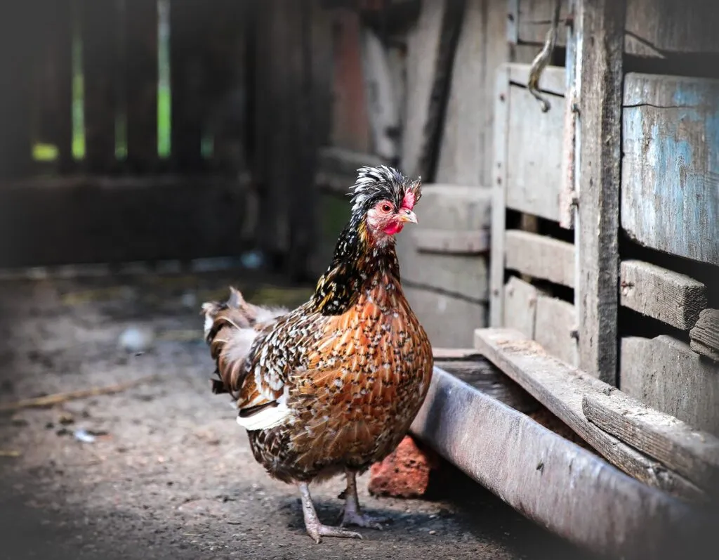 chicken feeder tray