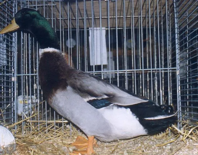 Rouen ducks