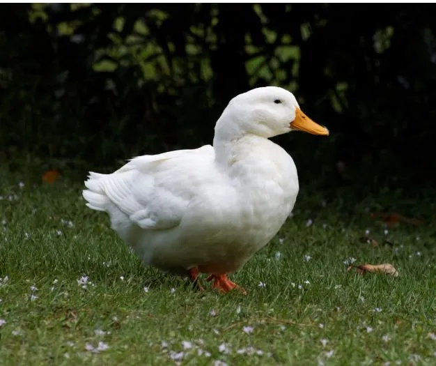 Pekin ducks