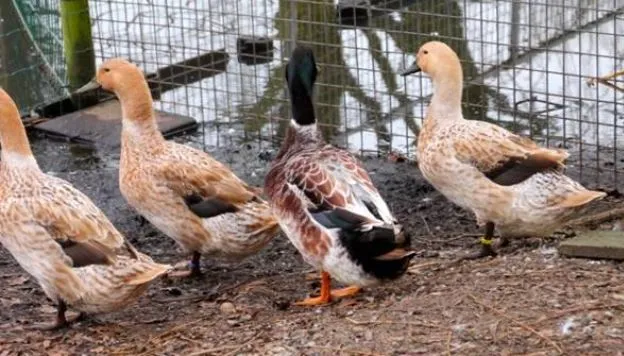 best ducks for eggs