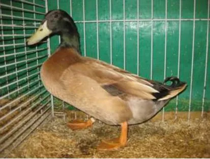 best ducks for egss