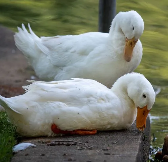 american peking duck