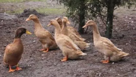 Buff Orpington ducks