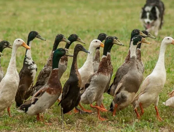 indian runner ducks