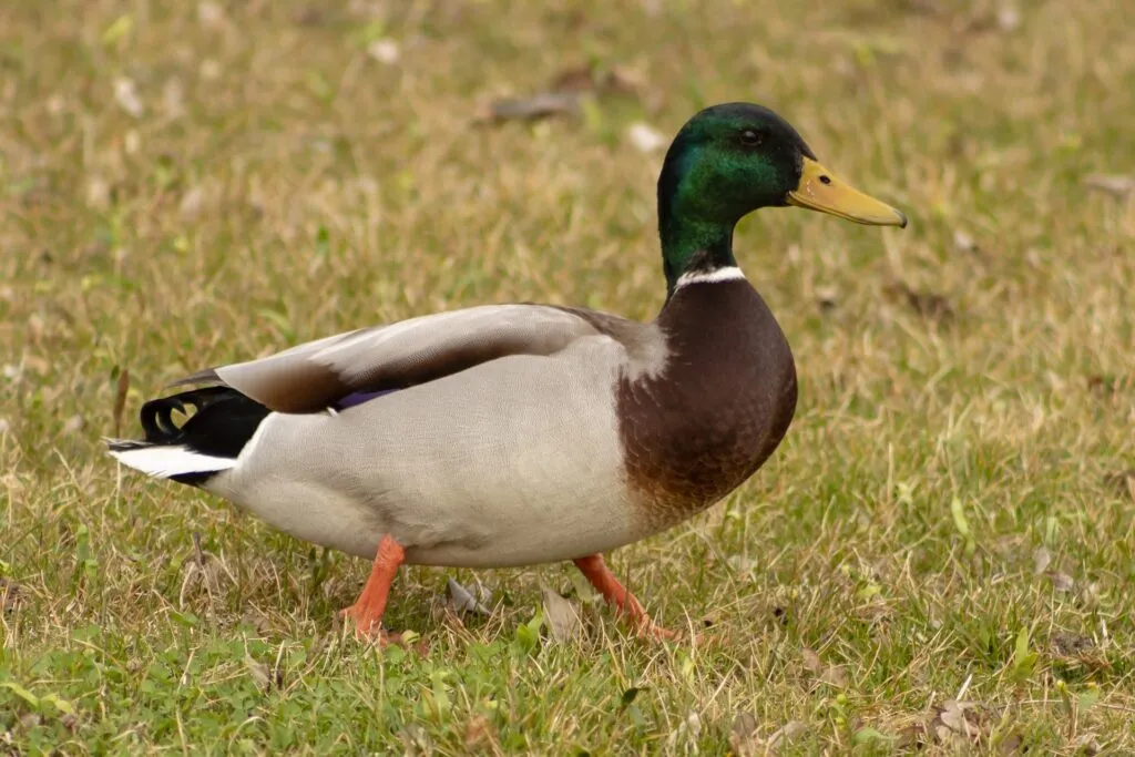 Ohio ducks