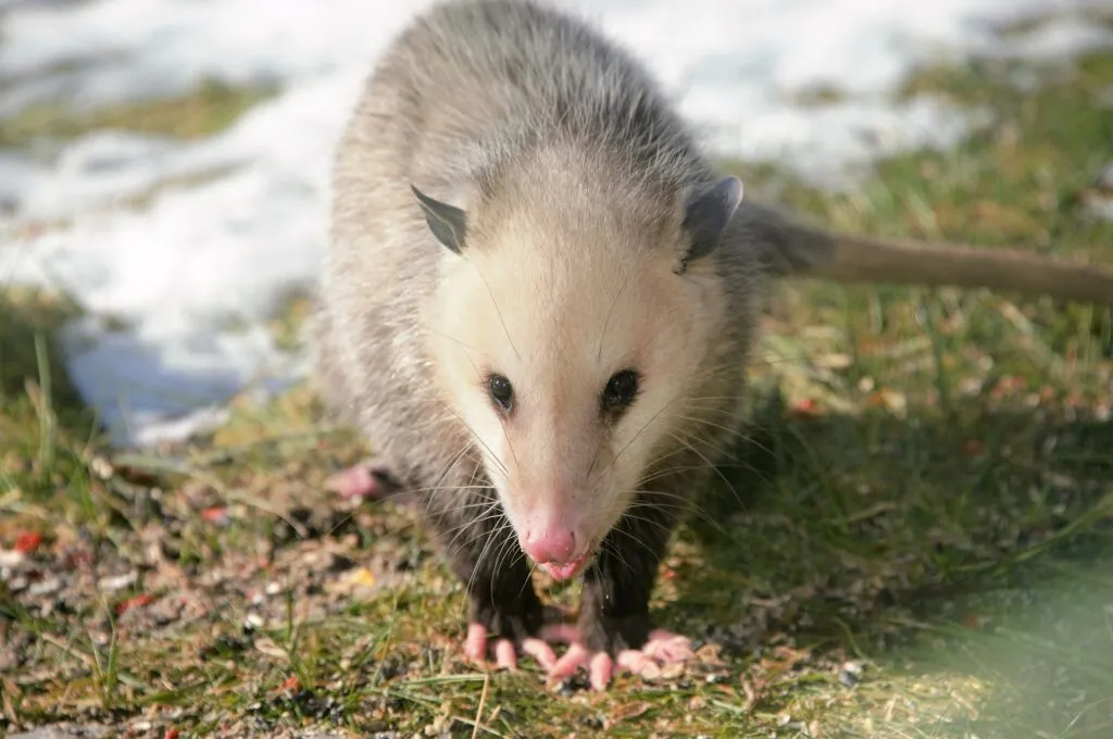 Do Possums Eat Chickens