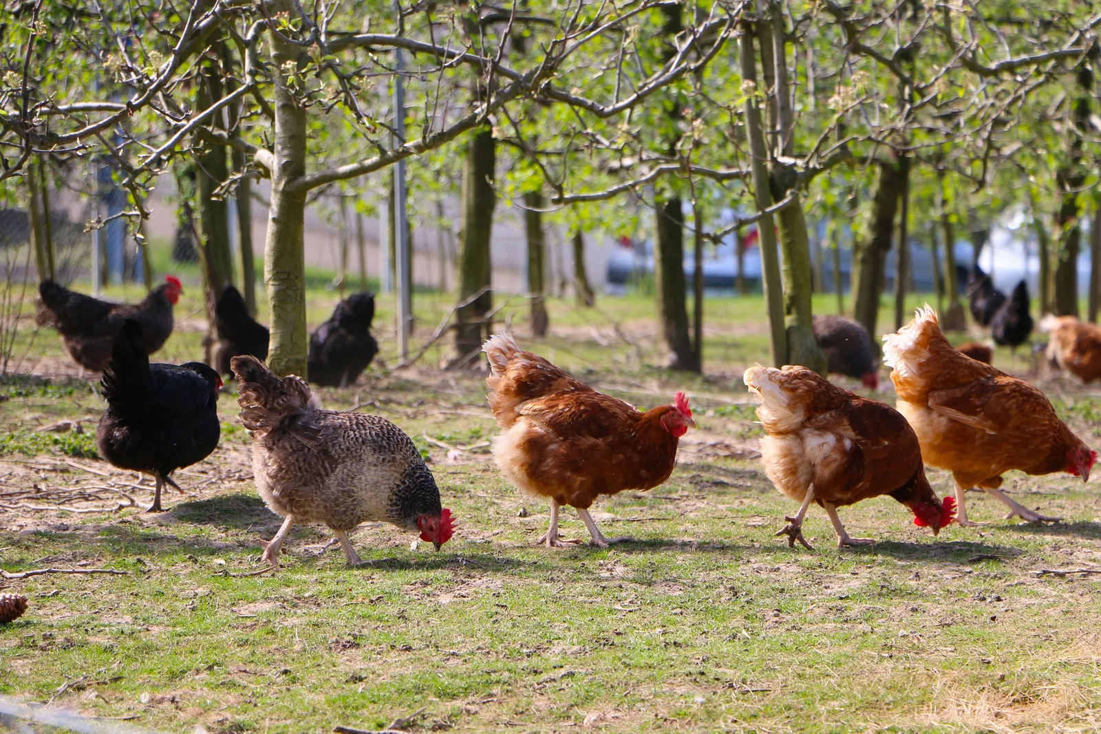 do chickens drown in the rain