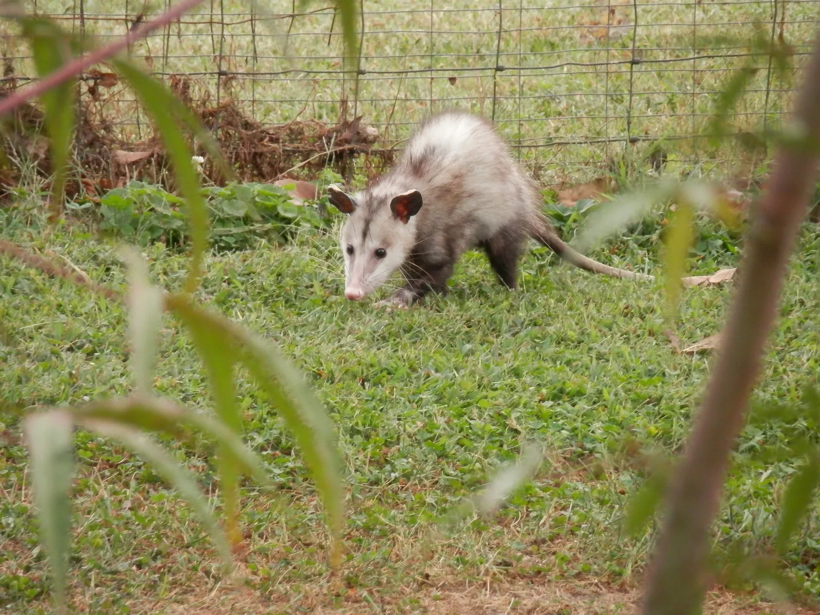 do possum eat chickens
