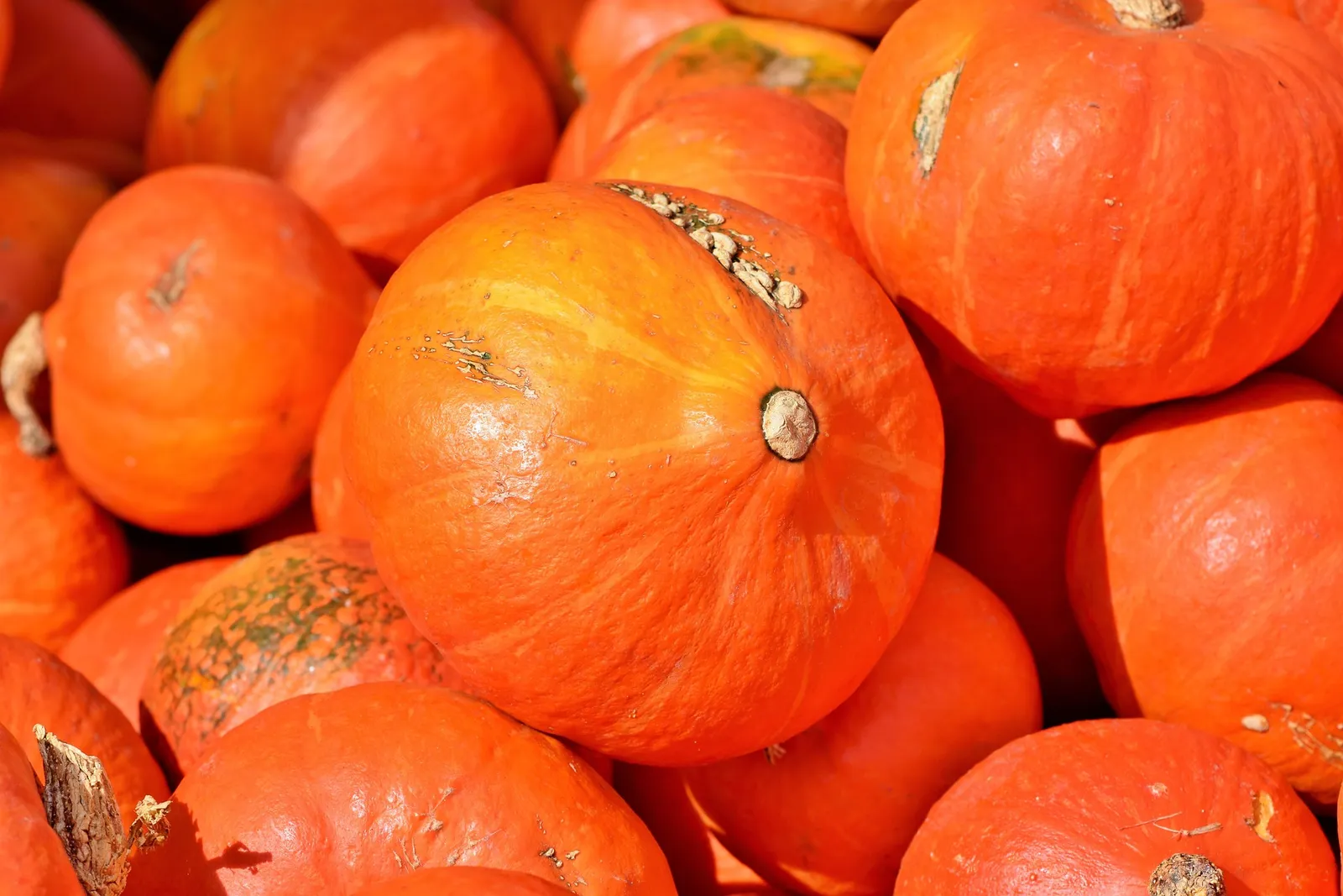 can chickens eat pumpkins