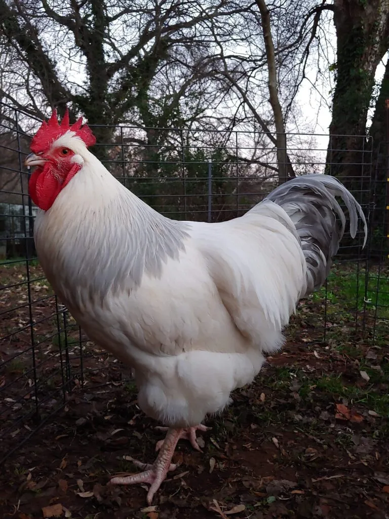 Feeding Coronation Sussex Chickens