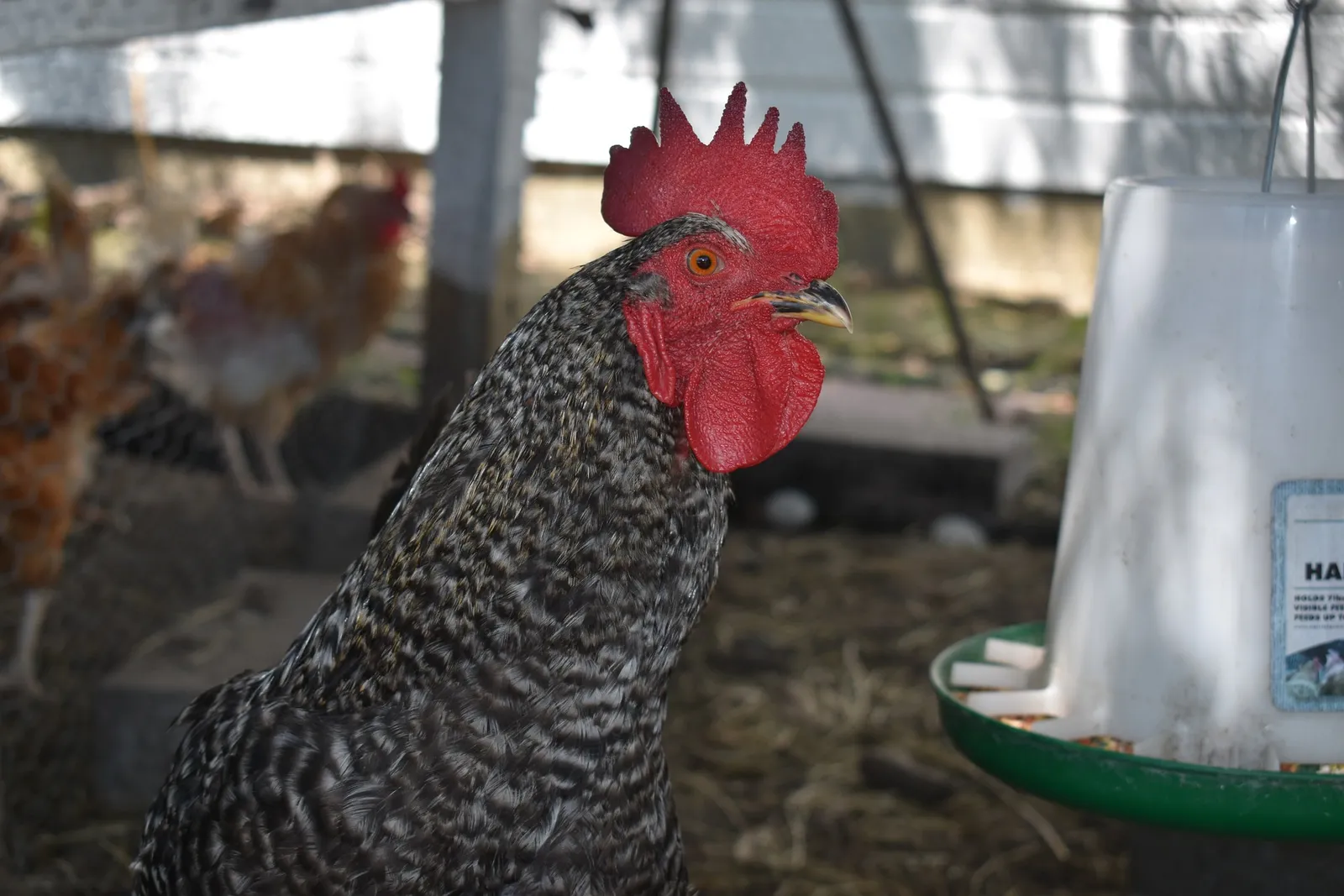 Chicken Oyster Shell Feeder