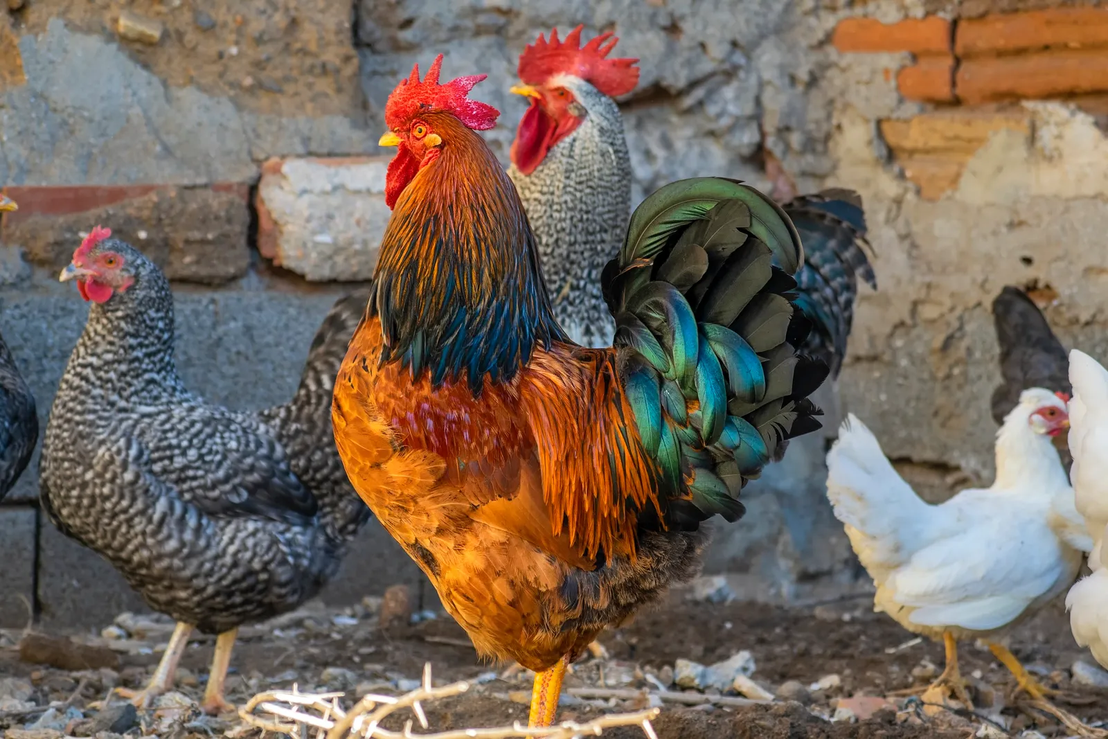 how to humanely kill a chicken