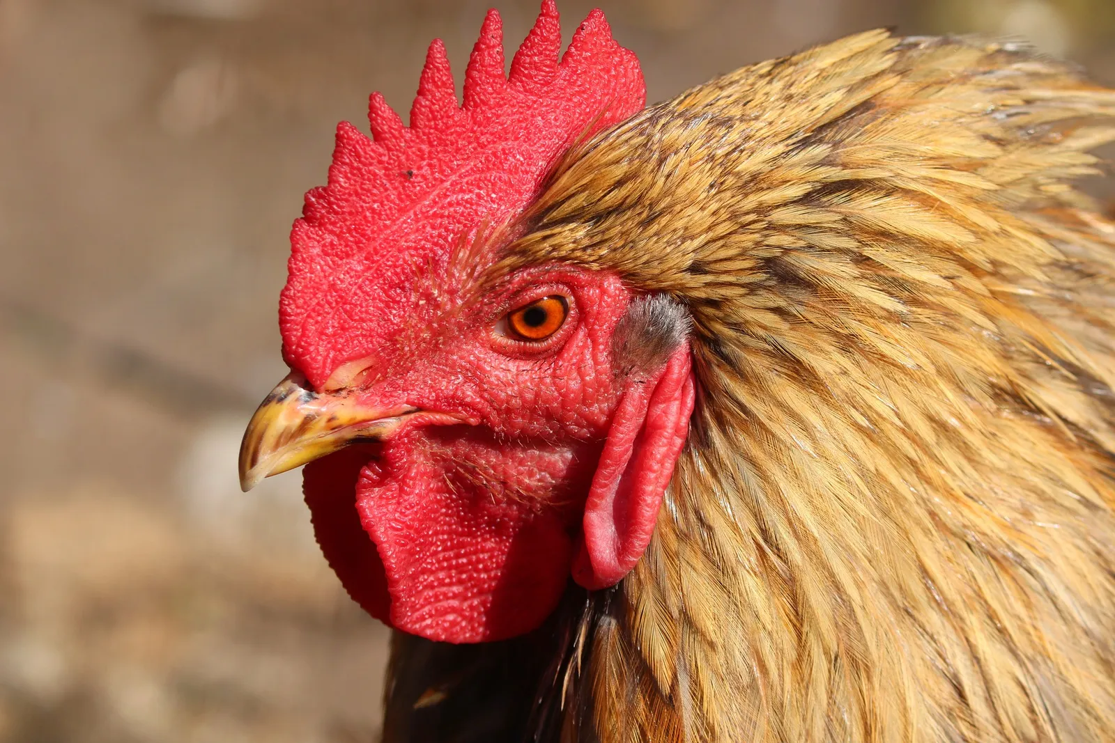 chicken treadle feeder