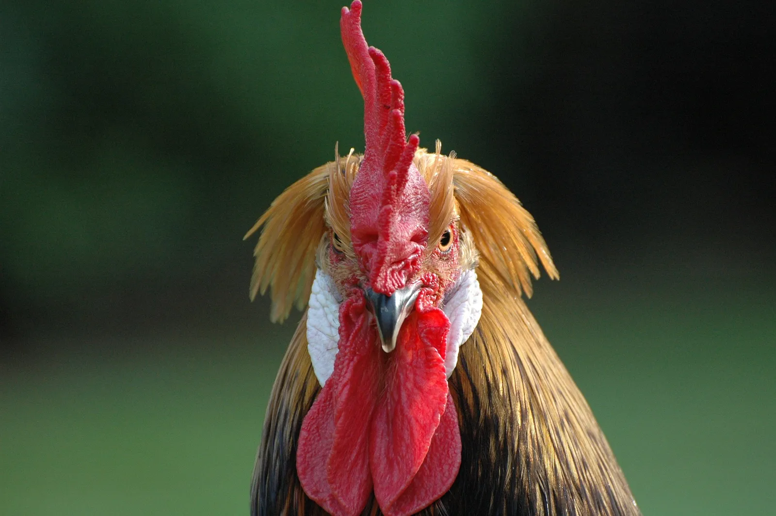 chickens eat watermelon
