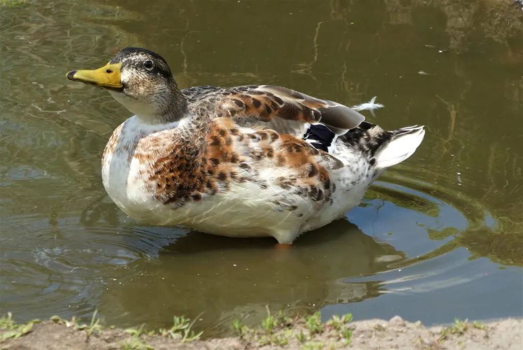 Feeding Silver Appleyard Ducks