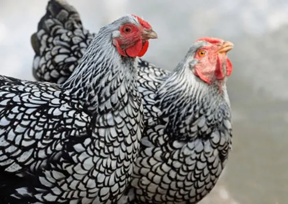 silver laced orpington