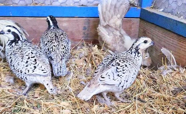 snowflake quails