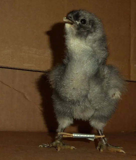 splayed legs chick