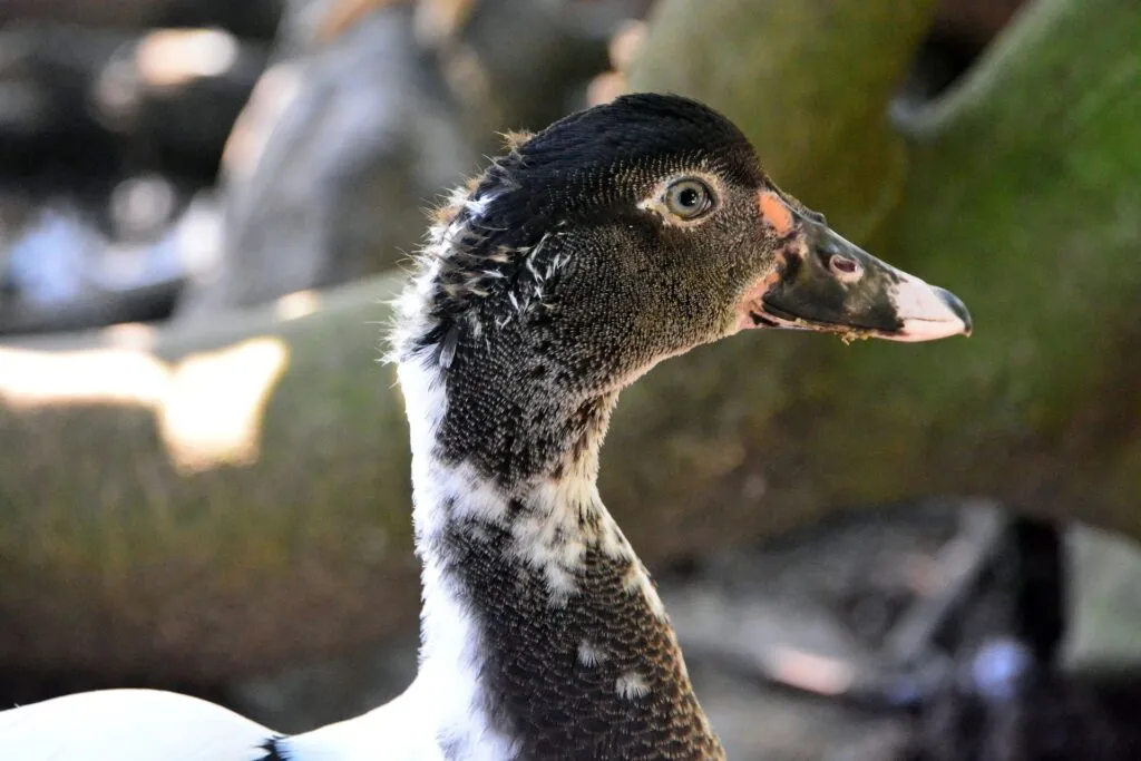 Swedish Duck