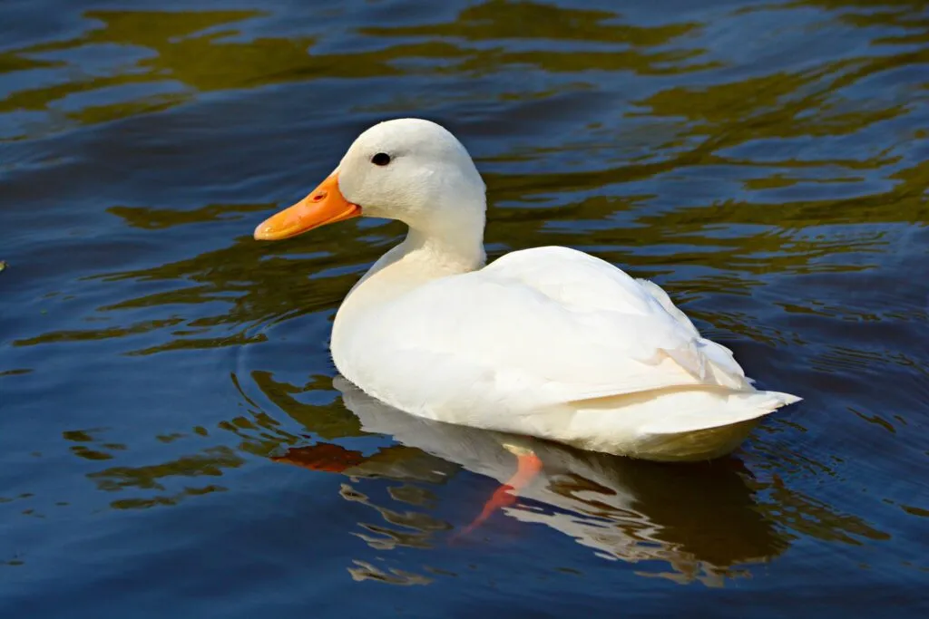 Do ducks lay eggs