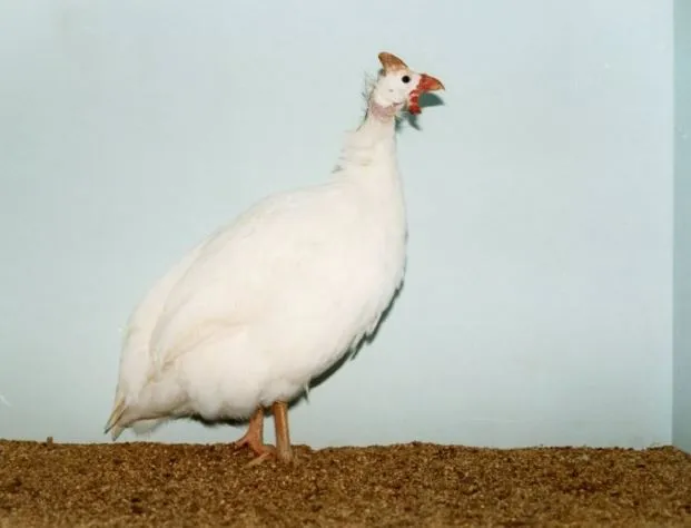 white guinea fowls