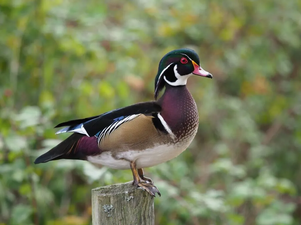 Wood Ducks