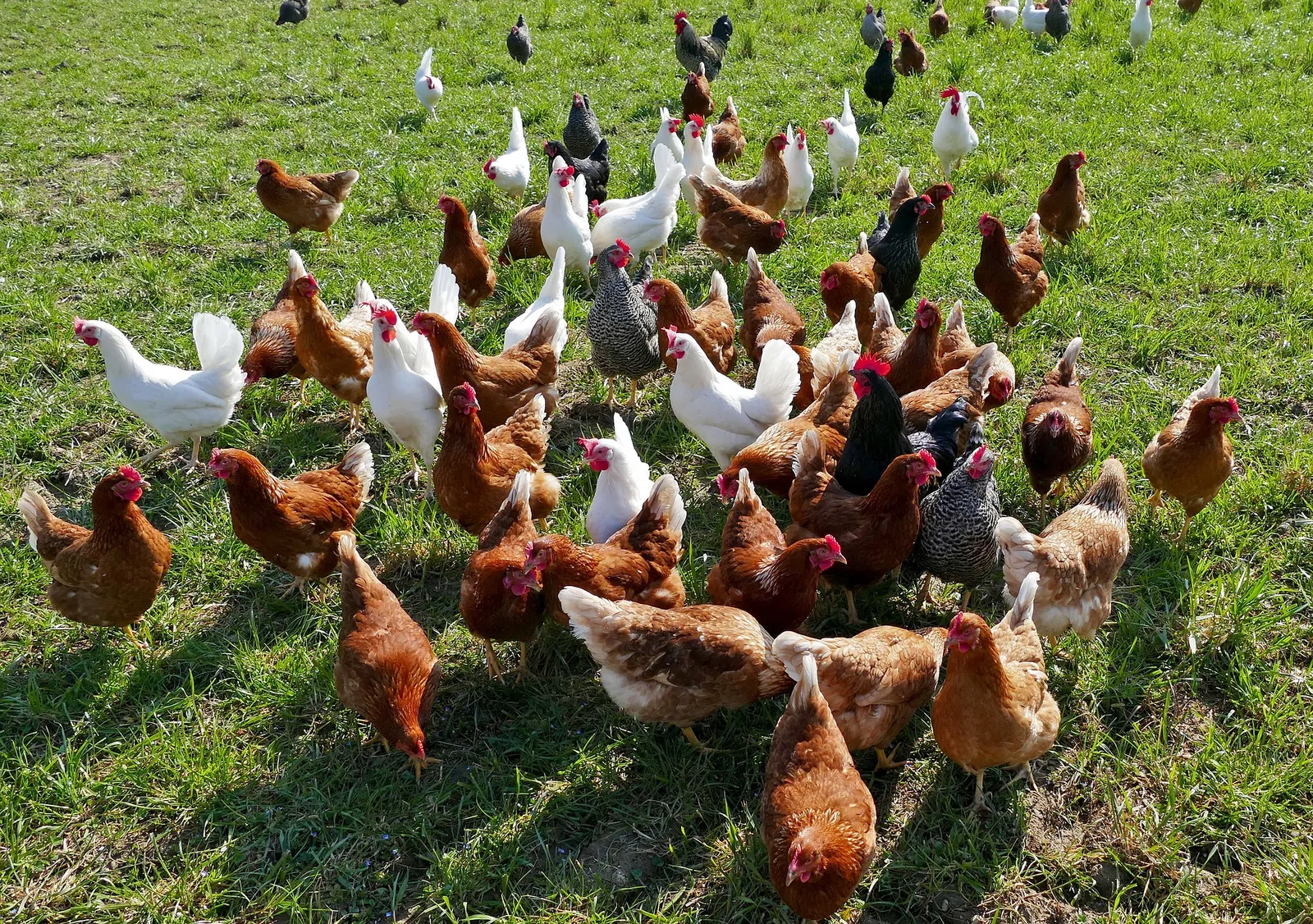 Black Oil Sunflower Seeds for Chickens