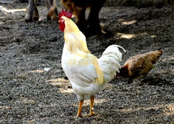 amberlink chicken