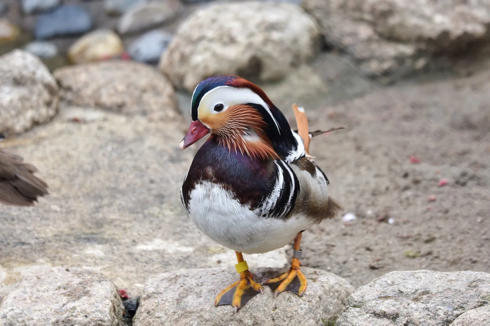 how to raise ducks