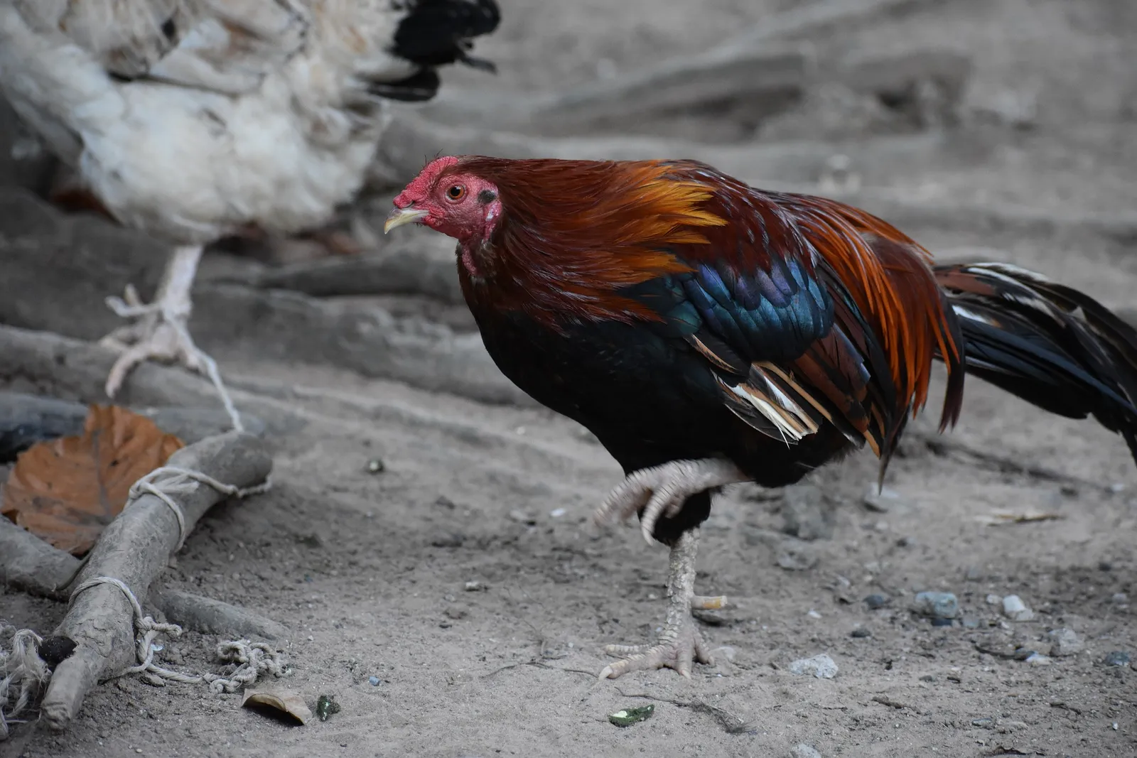 automatic door chicken coop