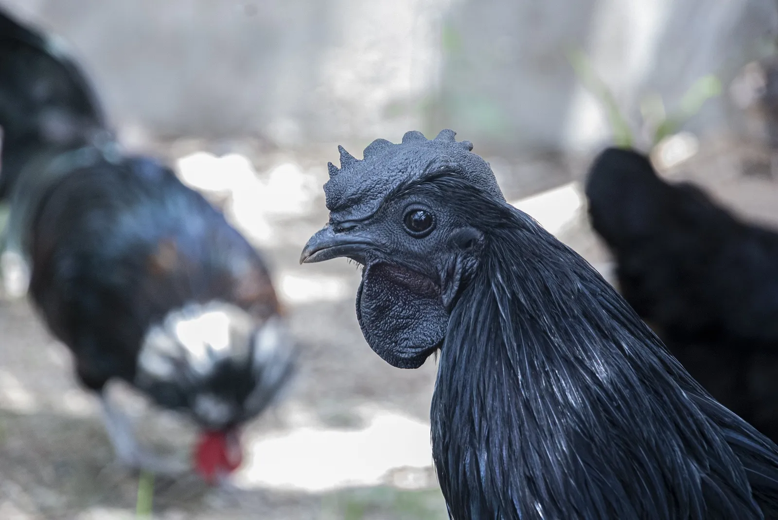 blue chickens