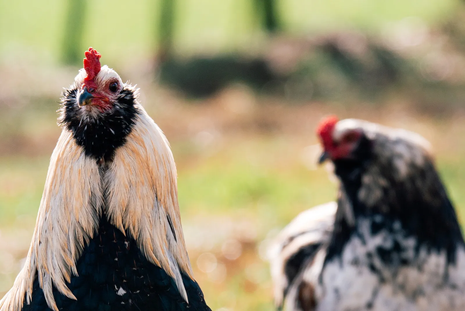 how to feed chickens