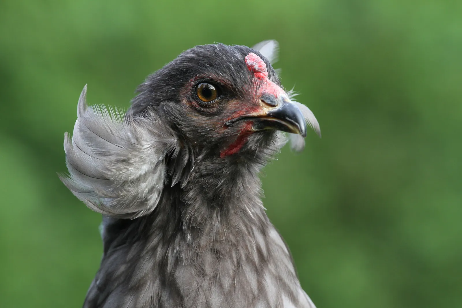 ameraucana hen