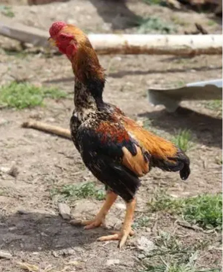 asil chickens